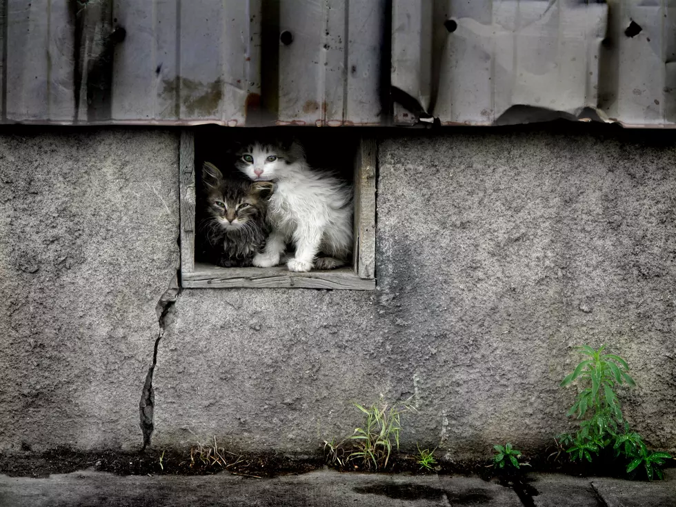 Stray wet kittens