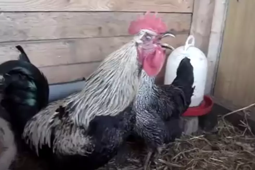 Death Metal Rooster is Still the King of YouTube