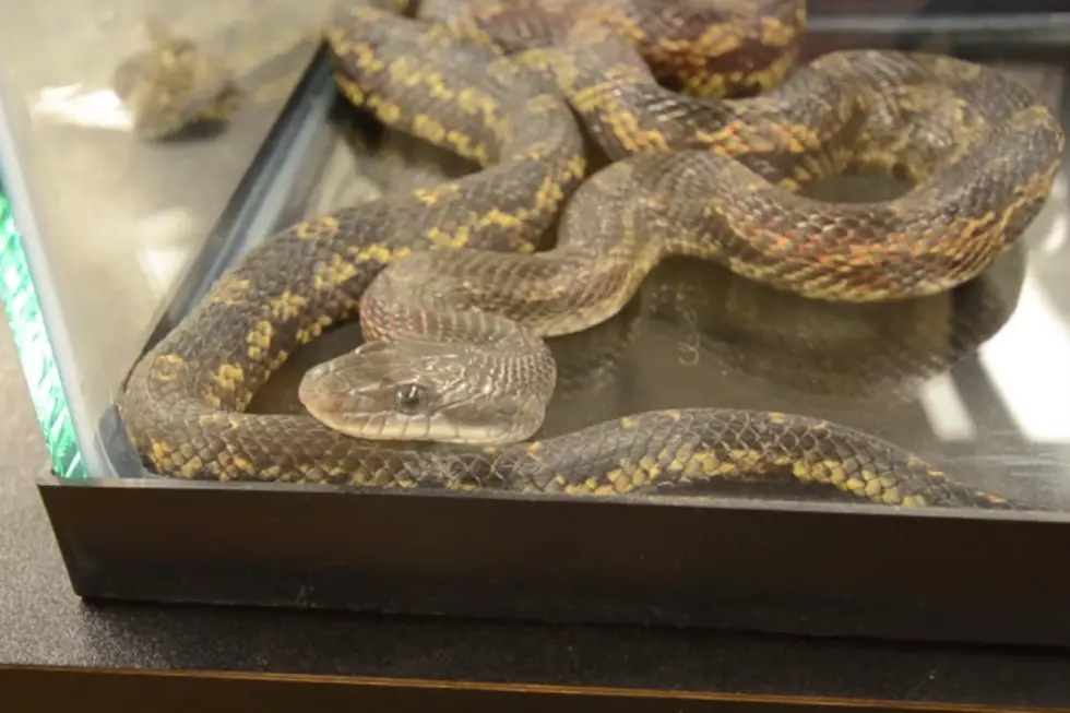 How To Identify Non-Venomous Snakes Native To Oklahoma