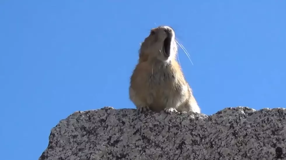 This Little Things Powerful Roar Sounds Like Freddie Mercury!