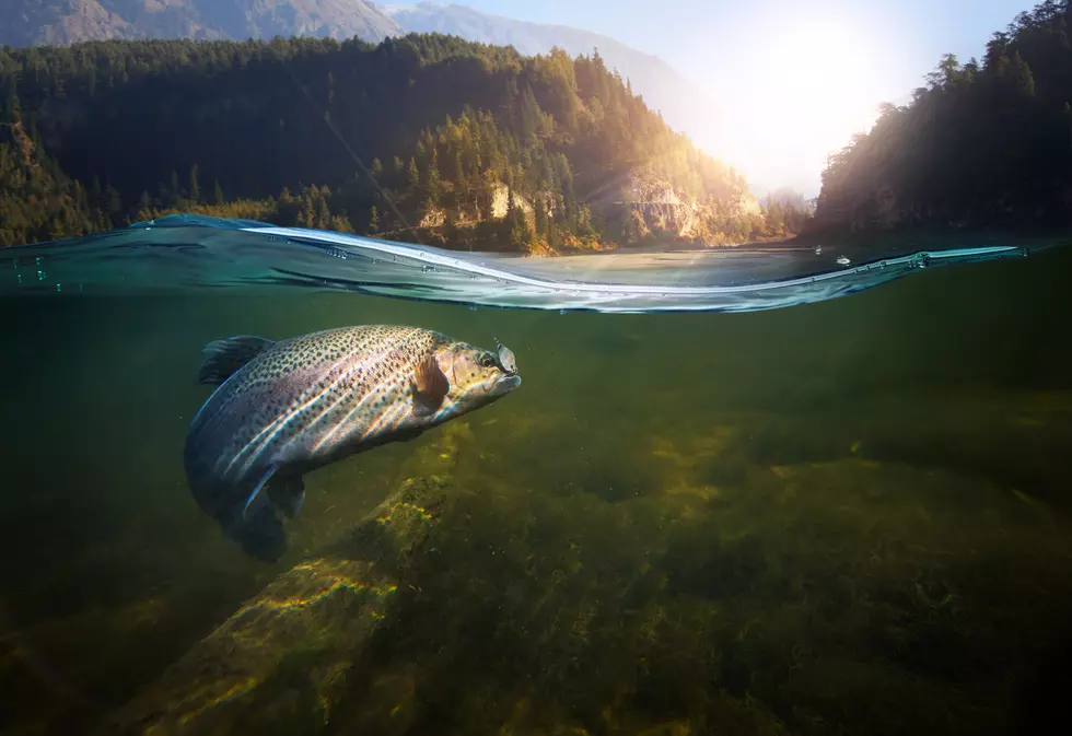 Dept of Wildlife Is Making Huge Changes To Fishing In 2021