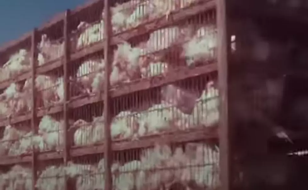 When Livestock Farmers Switch To Being Vegan