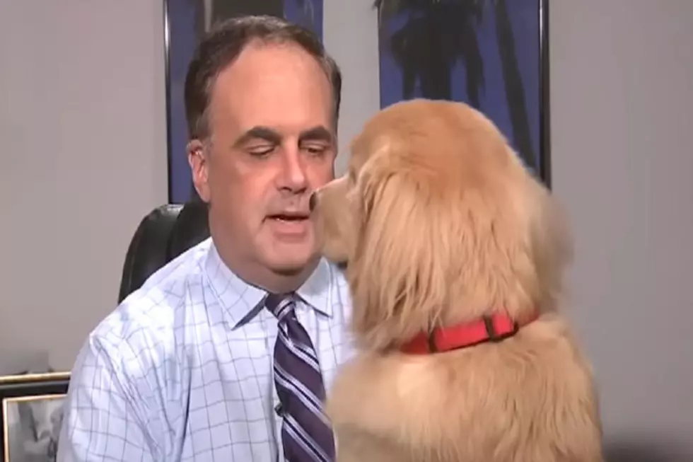 Meteorologist’s Forecast From Home Interrupted By His Dog Brody