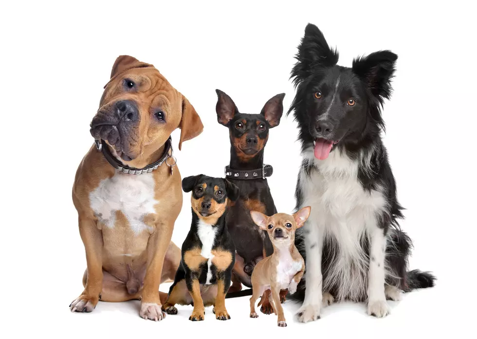 Duncan “Bark in the Park” Will Be a Doggone Good Time!