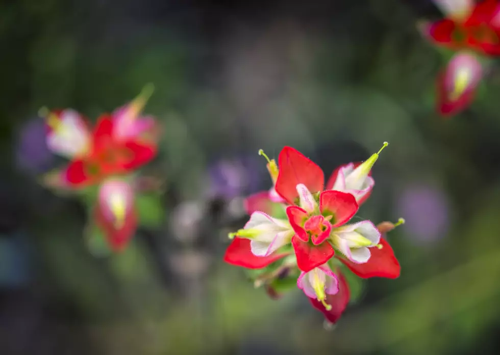 Let Your Kids Litter Wildflower Seeds