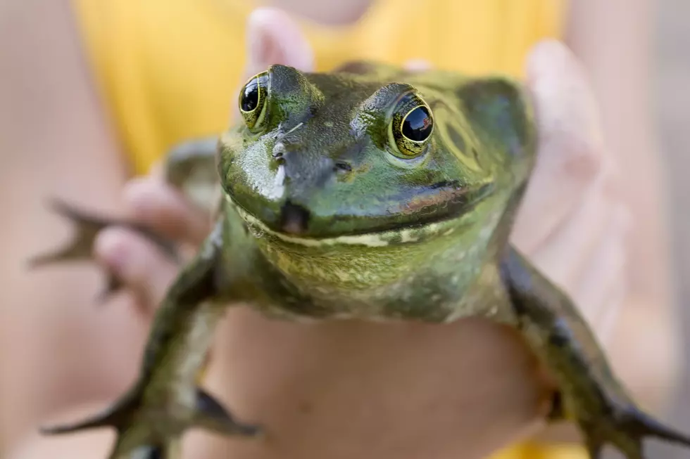 Fishing For Bullfrogs is the Funnest Fishing in Oklahoma