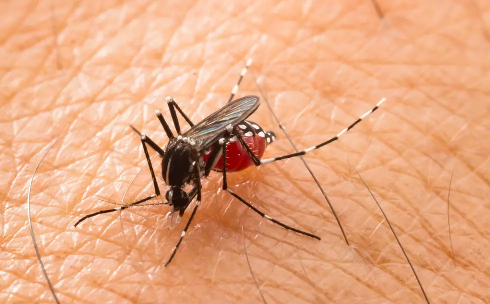 DIY Remedies To Keep Mosquitoes At Bay