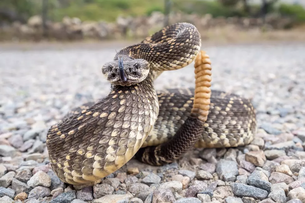 Oklahoma Snakes: How to Spot Friend from Foe