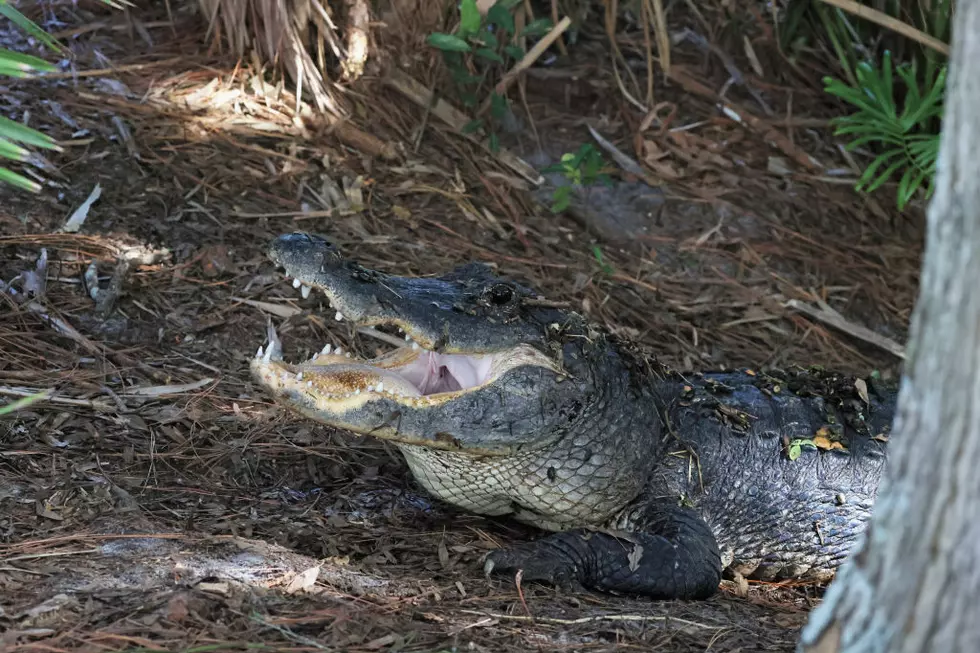 An Alligator was Spotted Near Tishomingo, Oklahoma