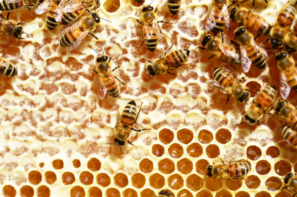 Does Oklahoma Need to Worry About Killer Bees?