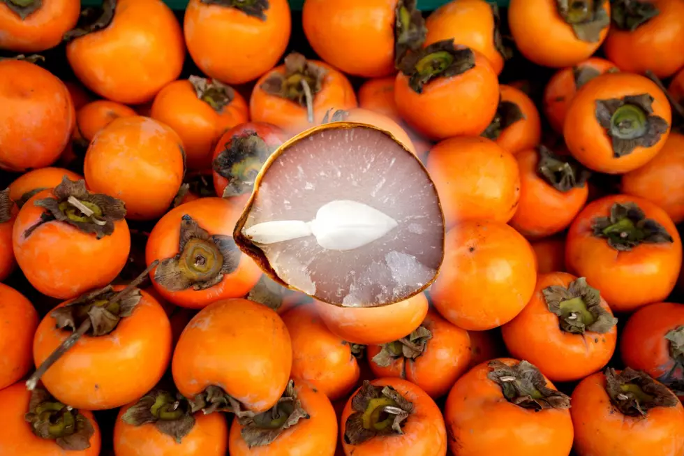 Persimmon Seed Forecast for the Coming Oklahoma Winter