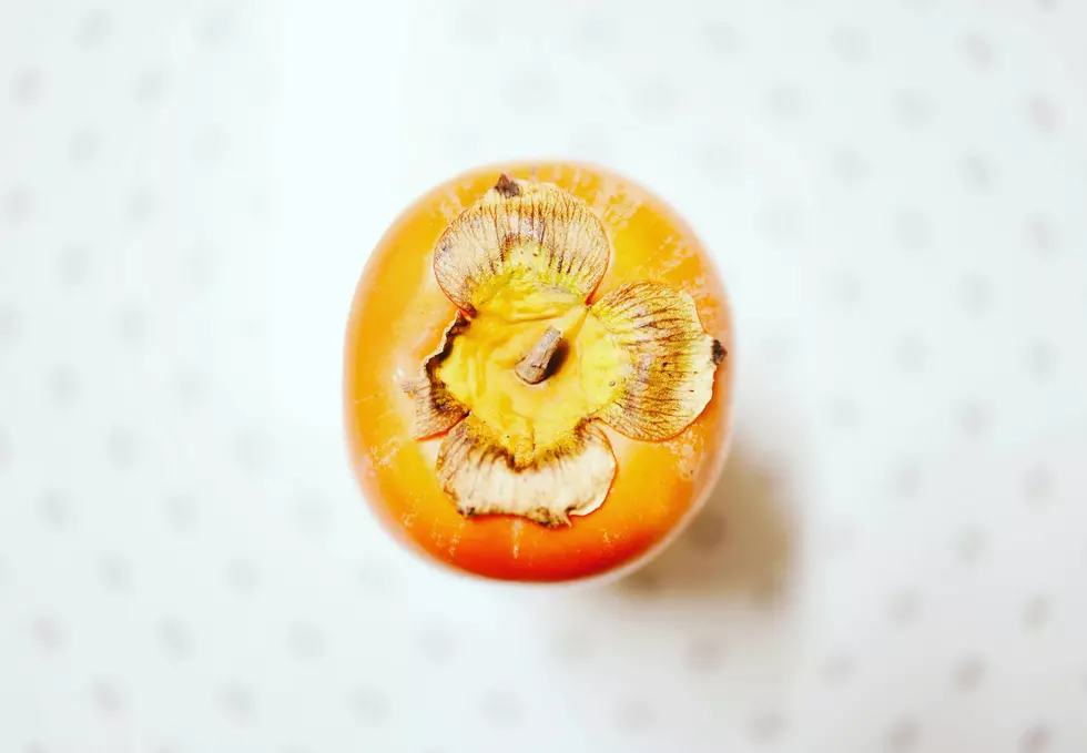 Oklahoma Persimmon Seeds Double Down on Snowy Winter