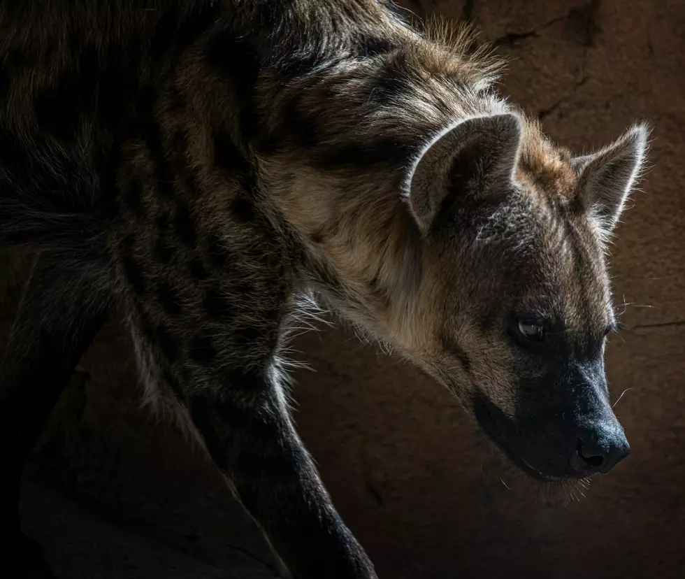 The Hyena of Oklahoma: Creepy Sightings Return This Fall