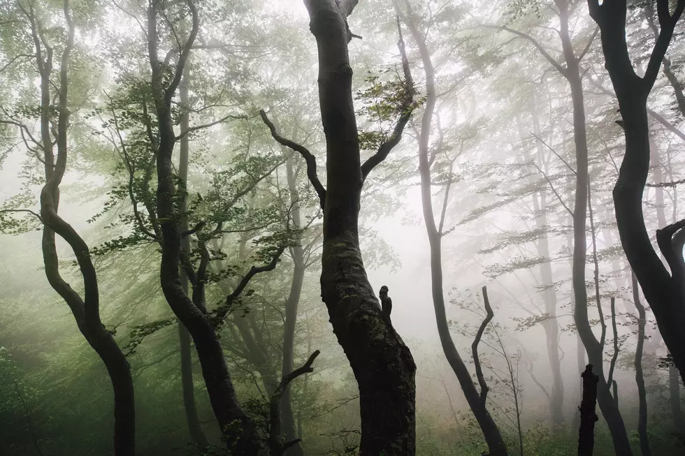 The Hidden Ancient Forest Running Through Oklahoma