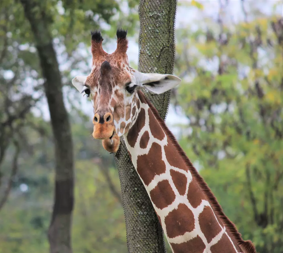 Giraffe pictures were taken at the Nashville, TN Zoo