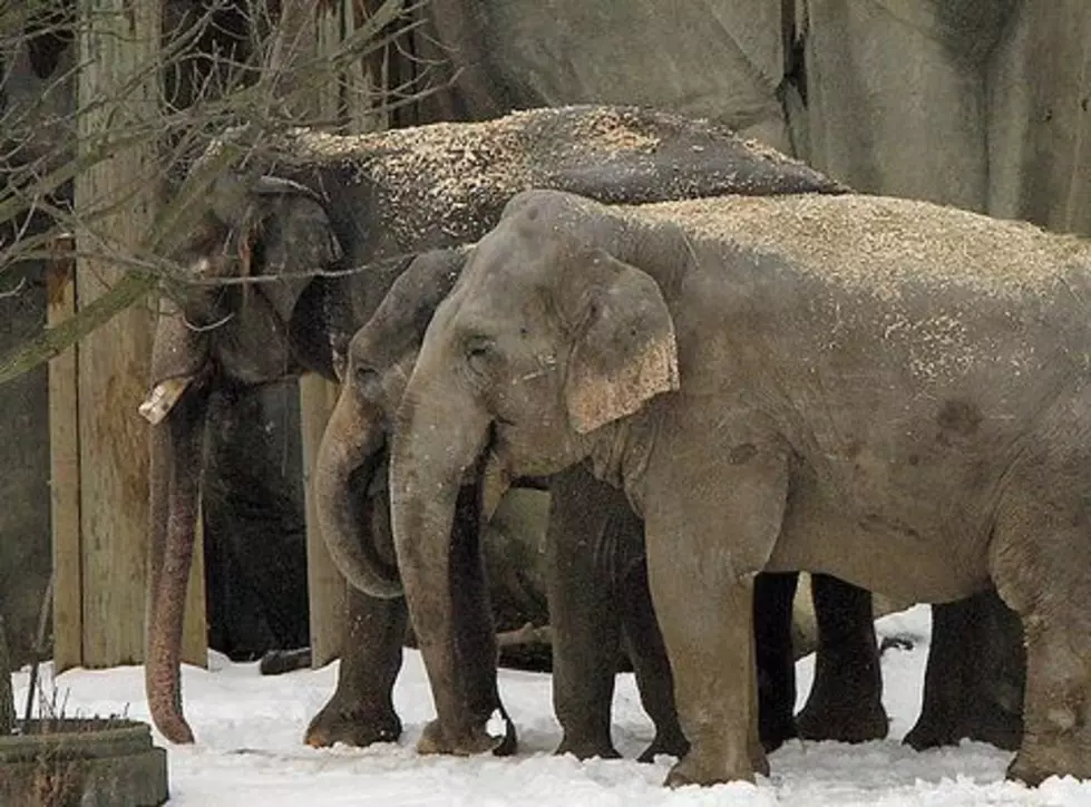Vodka Saves Elephants From Freezing