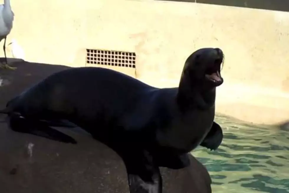 Sea Lions Are Also Screaming Like Humans Now